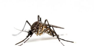 dengue-cases-surge-22-across-rajasthan-in-just-11-days