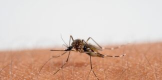 india-faces-the-highest-long-term-risk-from-chikungunya