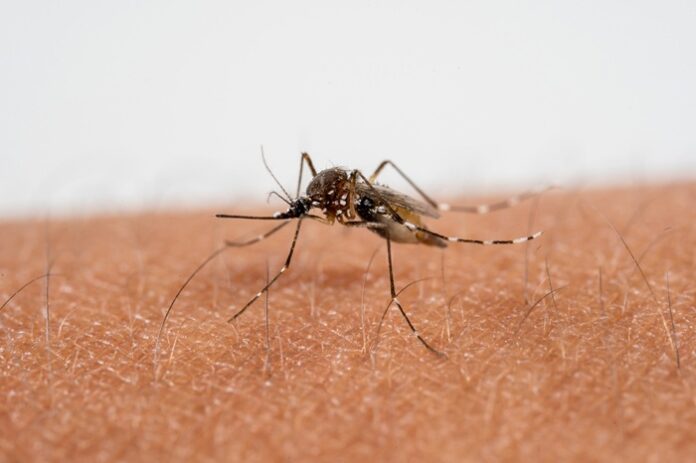 India Faces the Highest Long-Term Risk from Chikungunya india-faces-the-highest-long-term-risk-from-chikungunya