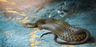 kerala-declares-snakebite-envenomation-public-health-disease
