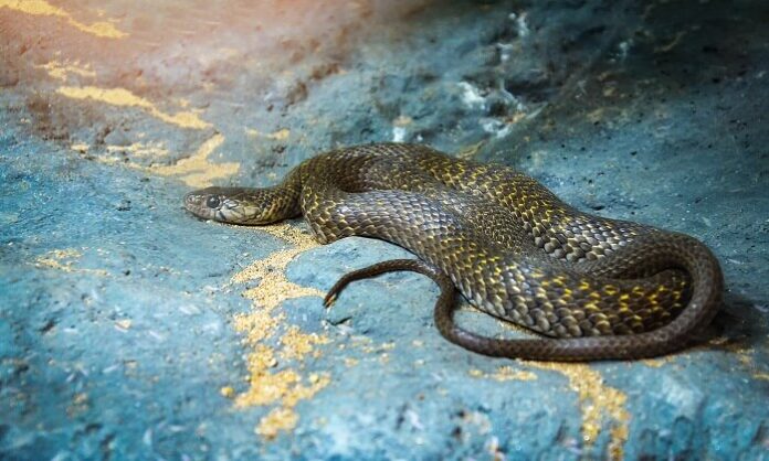 Kerala Declares Snakebite Envenomation Public Health Disease kerala-declares-snakebite-envenomation-public-health-disease