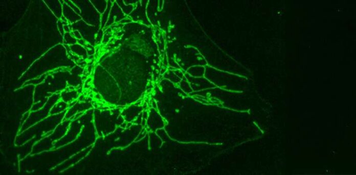 researchers-discover-mirror-amino-acid-that-targets-cancer-cells
