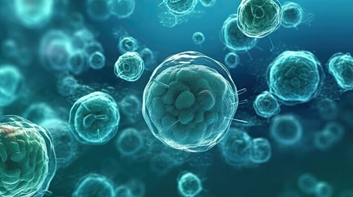 Stem Cell Therapy After Heart Attack Lowers Risk of Heart Failure stem-cell-therapy-after-heart-attack-lowers-risk-of-heart-failure