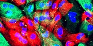 targeting-pdia1-and-pdia5-may-revolutionize-cancer-treatment