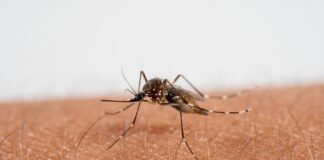 telangana-records-sharp-surge-in-chikungunya-cases