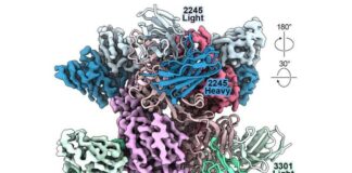 ai-and-protein-language-models-accelerate-antibody-design