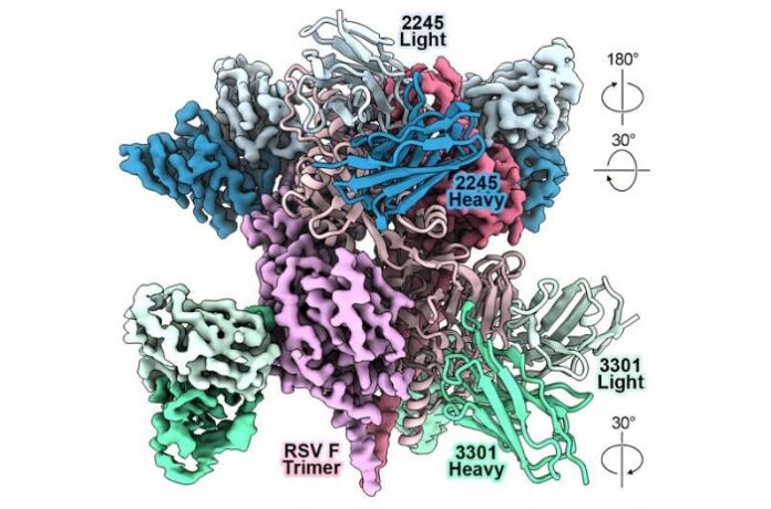 AI and Protein Language Models Accelerate Antibody Design ai-and-protein-language-models-accelerate-antibody-design
