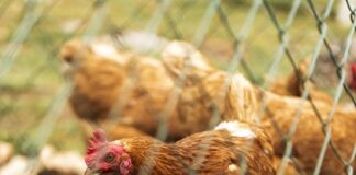 bird-flu-poses-higher-human-risk-due-to-heat-resistance