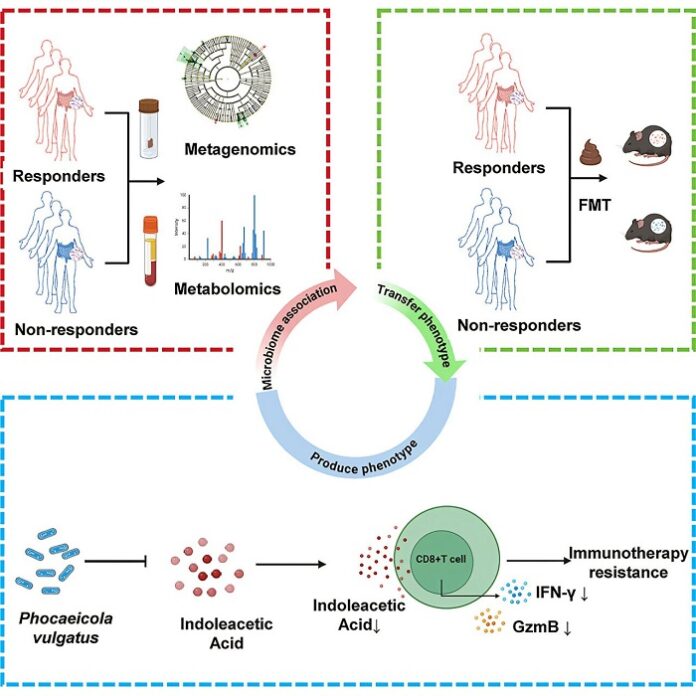 HKUMed Finds Gut Bacterium Causing Immunotherapy Failure hkumed-finds-gut-bacterium-causing-immunotherapy-failure