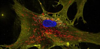Microscopic image showing how nanoflowers (white) help healthy cells (yellow) deliver energy-producing mitochondria (red) to neighboring cells. Nuclei are stained blue. Credit: Dr. Akhilesh K. Gaharwar