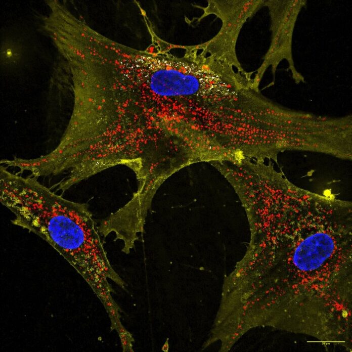 Microscopic image showing how nanoflowers (white) help healthy cells (yellow) deliver energy-producing mitochondria (red) to neighboring cells. Nuclei are stained blue. Credit: Dr. Akhilesh K. Gaharwar