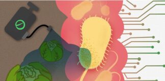 study-finds-everyday-chemicals-harmful-to-human-gut-bacteria