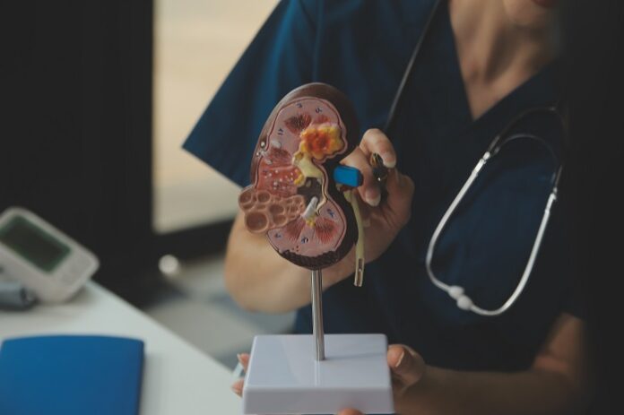 Why Young Adults Are at Higher Risk of Kidney Stones This Winter why-young-adults-are-at-higher-risk-of-kidney-stones-this-winter