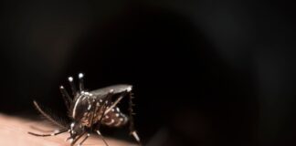 amit-shah-highlights-sharp-decline-in-malaria-cases