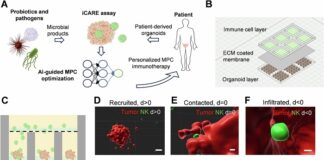 bacteria-therapies-emerge-as-a-new-frontier-in-cancer-treatment