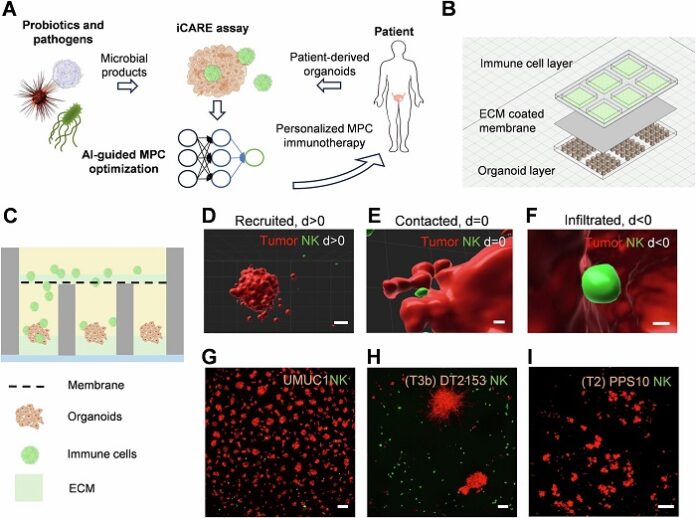 bacteria-therapies-emerge-as-a-new-frontier-in-cancer-treatment