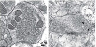 scientists-capture-learning-in-action-with-zap-and-freeze-brain-imaging