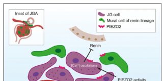 scientists-discover-pressure-sensor-controlling-blood-pressure