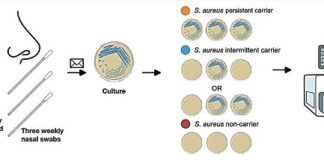 nasal-bacteria-influence-staphylococcus-aureus-colonization