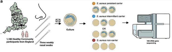 Nasal Bacteria Influence Staphylococcus aureus Colonization nasal-bacteria-influence-staphylococcus-aureus-colonization