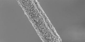 diamond-coated-neural-electrodes-offer-new-hope-for-spinal-injury-recovery
