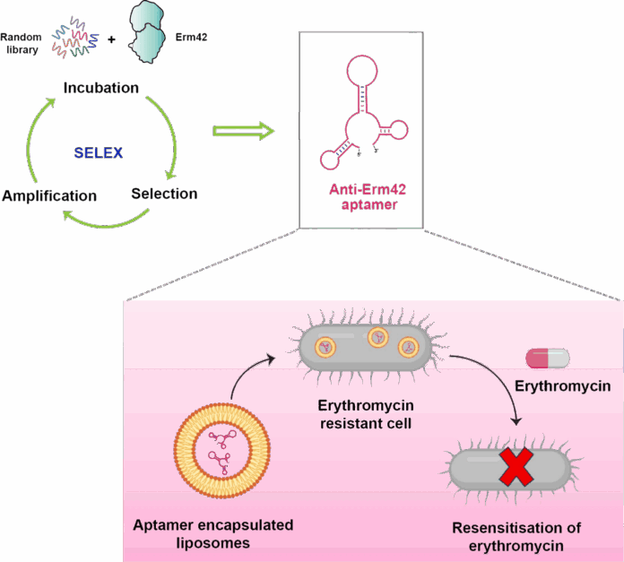 IIT Bombay Scientists Develop DNA Strategy to Restore Effectiveness of Antibiotics