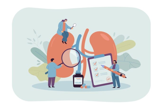 Doctors studying kidneys of donor at clinic