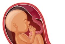 Baby inside woman womb illustration