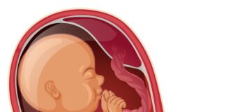 Baby inside woman womb illustration