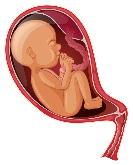 Baby inside woman womb Baby inside woman womb illustration