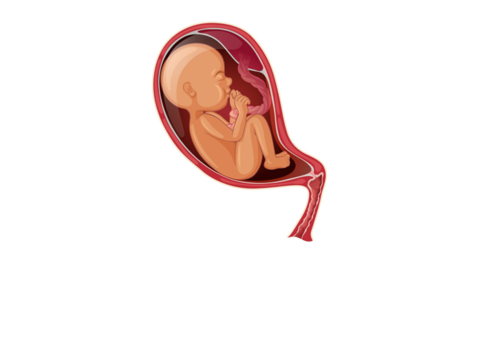 IIT Bombay Develops Placenta-on-Chip to Advance Foetal Research