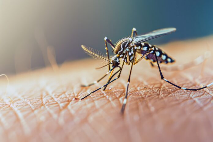 Listening to Mosquito Wings How AI Could Help Prevent Disease Outbreaks