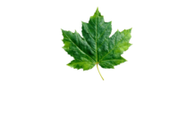 Tata Memorial Hospital’s Papaya Leaf Study Faces Global Scrutiny