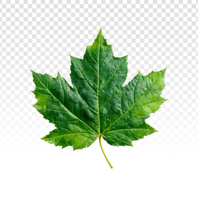 Papaya Leaf Tablets May Help Cancer Patients Recover Platelets Faster