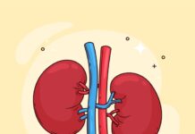 New Kidney Implant Could Enable Dialysis Without Needle Pricks