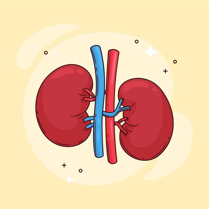 New Kidney Implant Could Enable Dialysis Without Needle Pricks