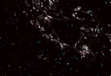 Research Reveals that Immune System Begins Developing Before Birth