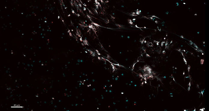 Research Reveals that Immune System Begins Developing Before Birth